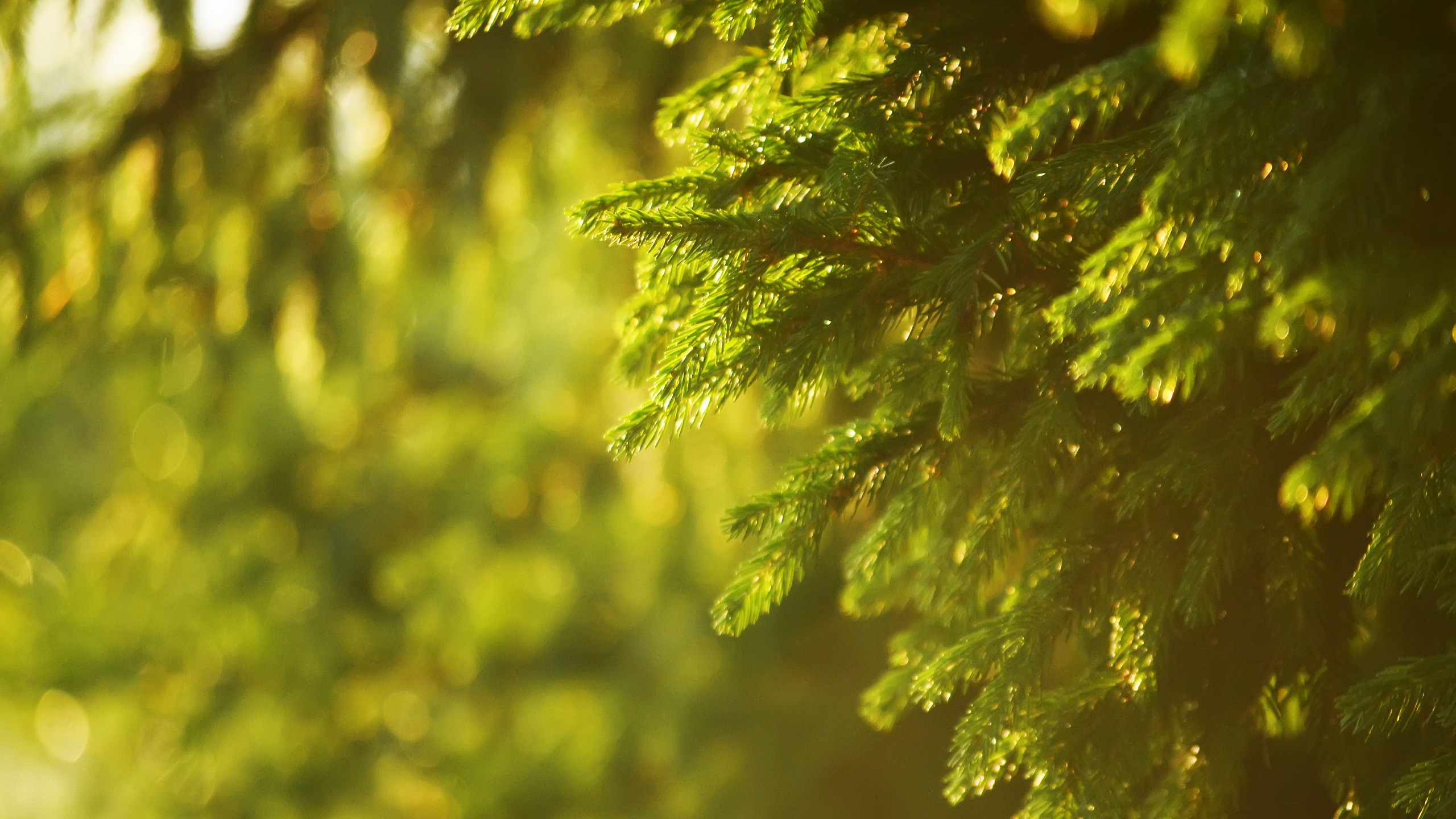 Green Pine Tree Leaves in Close up Photography. Wallpaper in 2560x1440 Resolution
