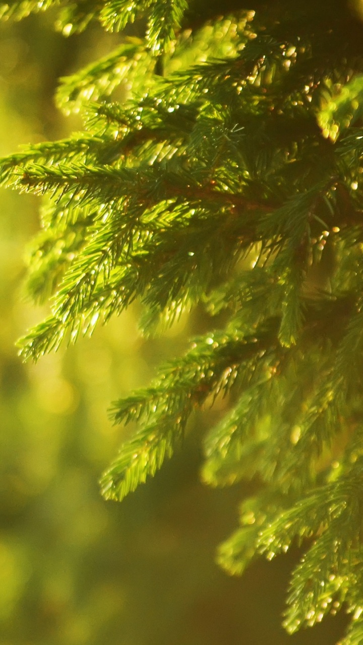 Green Pine Tree Leaves in Close up Photography. Wallpaper in 720x1280 Resolution
