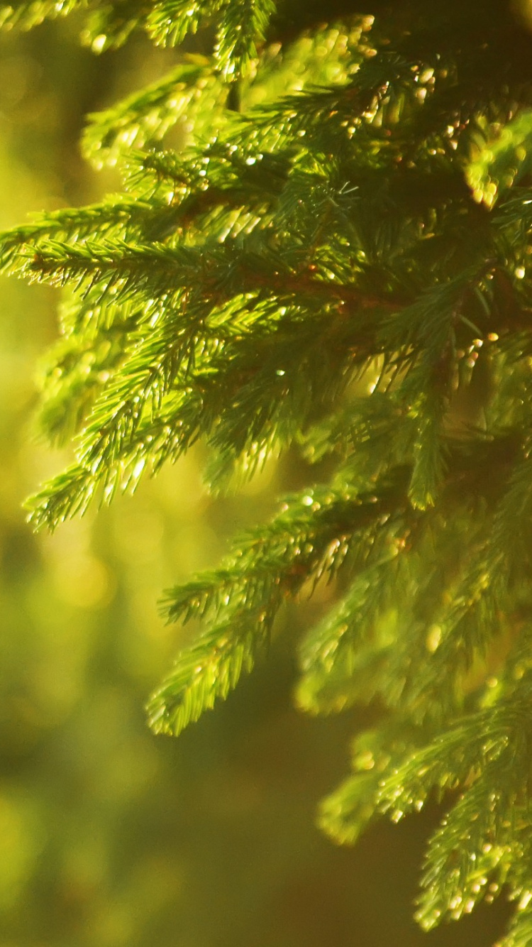 Green Pine Tree Leaves in Close up Photography. Wallpaper in 750x1334 Resolution