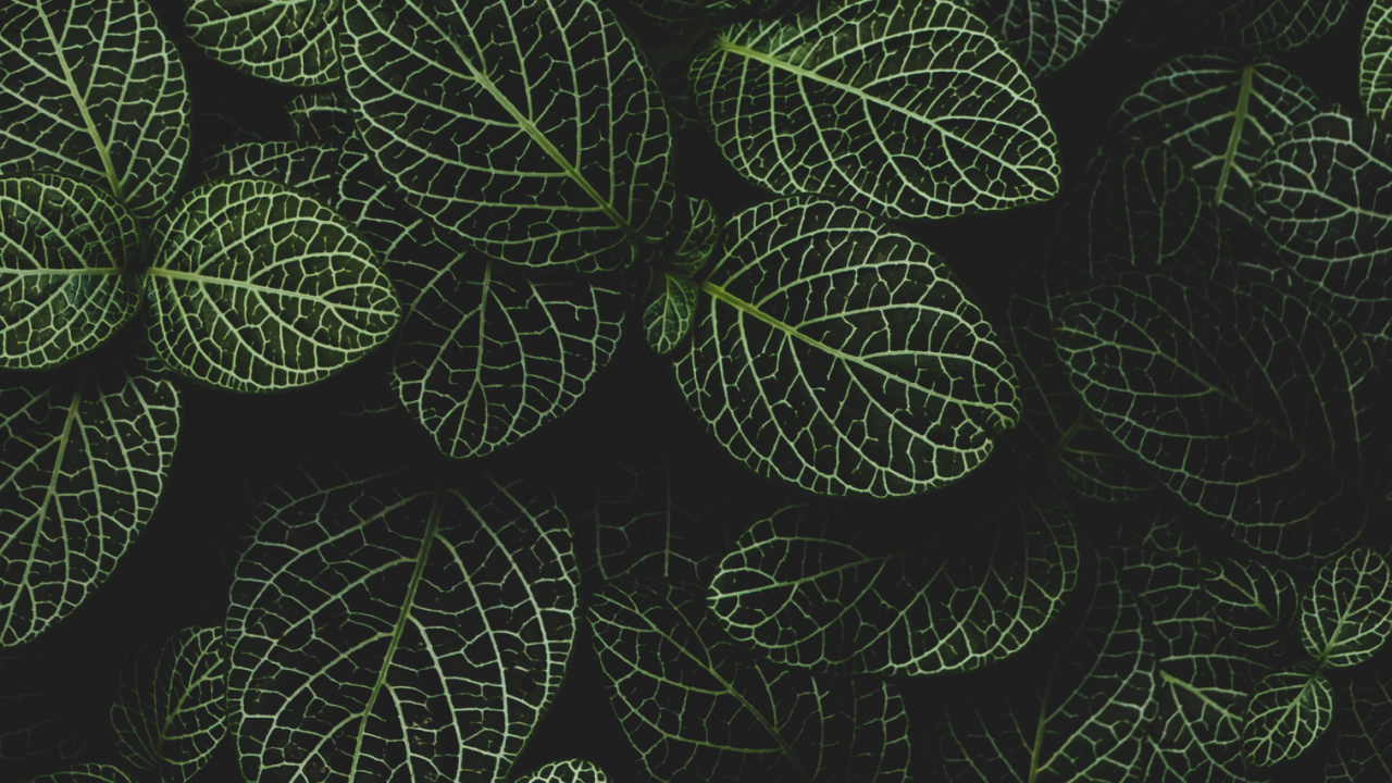 Cercle, Plante Terrestre, Symétrie, la Floraison de la Plante, Couvre-sol. Wallpaper in 1280x720 Resolution