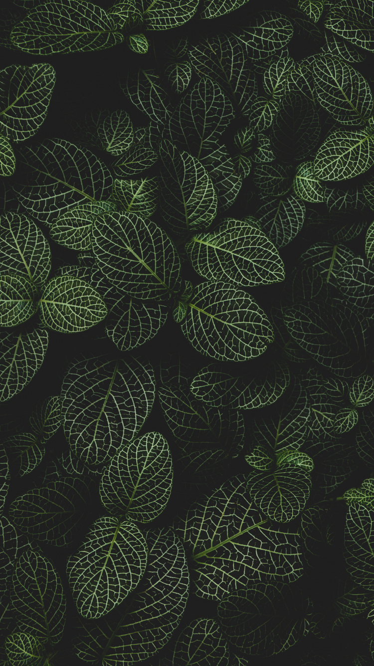 Circulo, Planta Terrestre, Simetría, Patrón, la Floración de la Planta. Wallpaper in 750x1334 Resolution