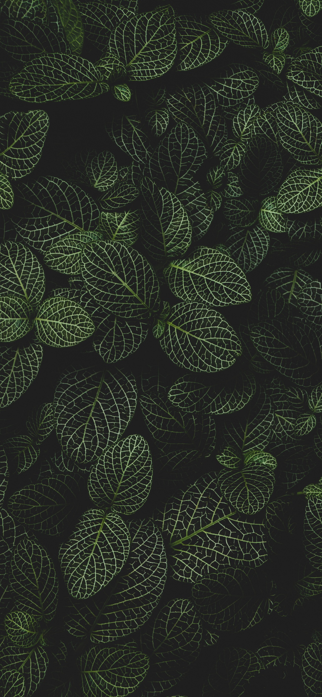 Kreis, Terrestrische Pflanzen, Symmetrie, Muster, Blühende Pflanze. Wallpaper in 1125x2436 Resolution