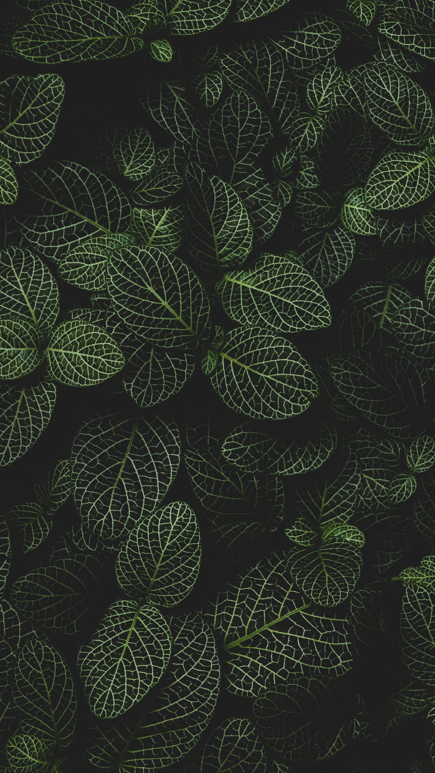 Kreis, Terrestrische Pflanzen, Symmetrie, Muster, Blühende Pflanze. Wallpaper in 1440x2560 Resolution