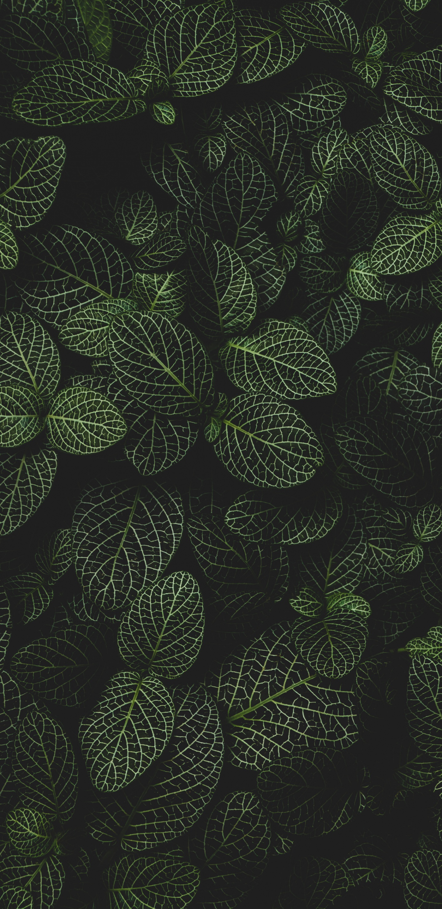 Kreis, Terrestrische Pflanzen, Symmetrie, Muster, Blühende Pflanze. Wallpaper in 1440x2960 Resolution