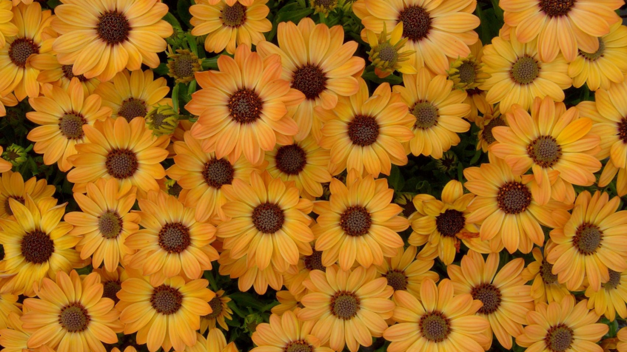 Campo de Flores Amarillas y Marrones. Wallpaper in 1280x720 Resolution