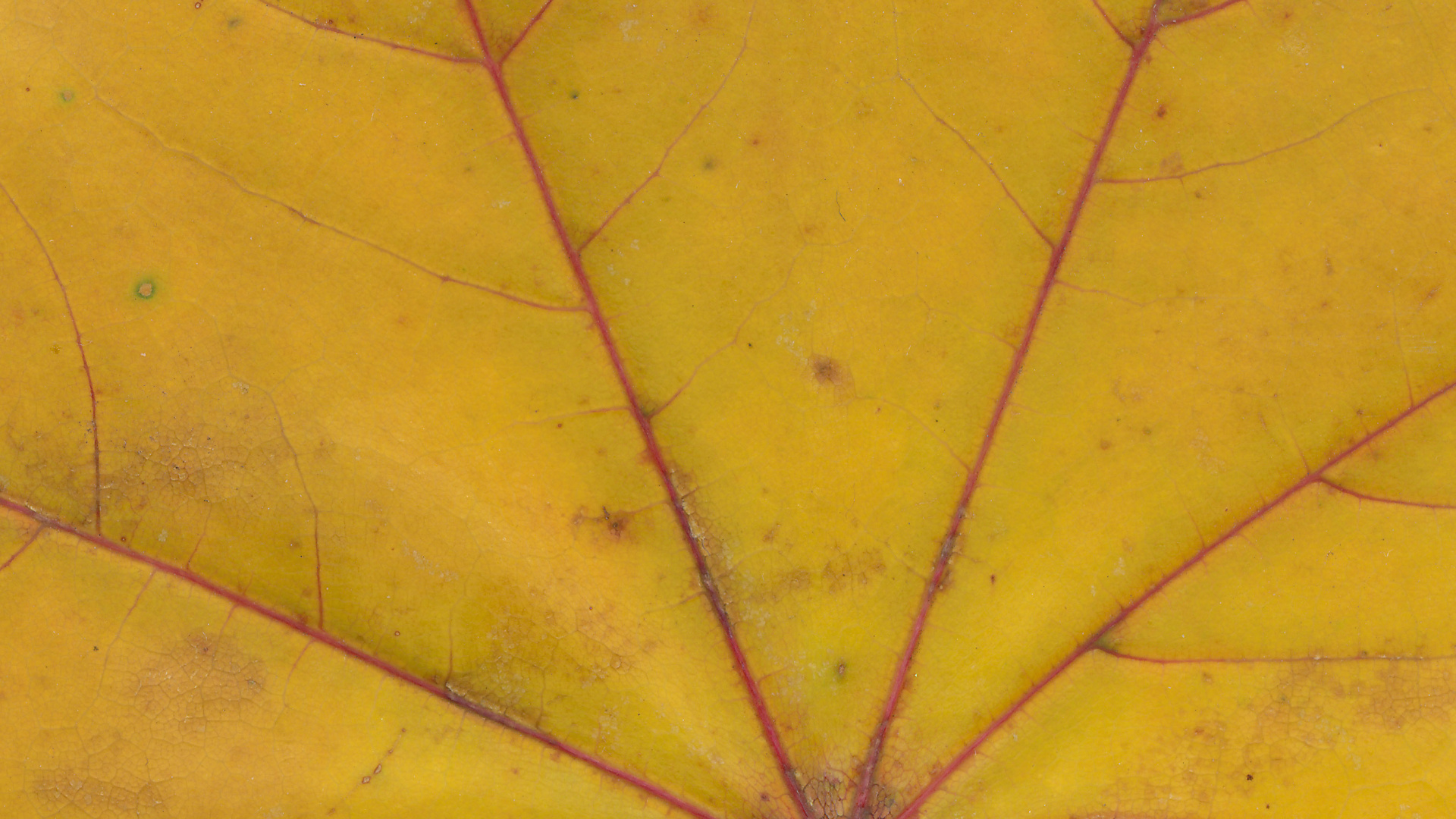 Yellow Spider Web in Close up Photography. Wallpaper in 1920x1080 Resolution