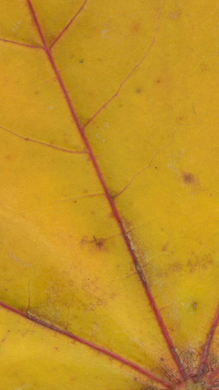 Yellow Spider Web in Close up Photography. Wallpaper in 720x1280 Resolution