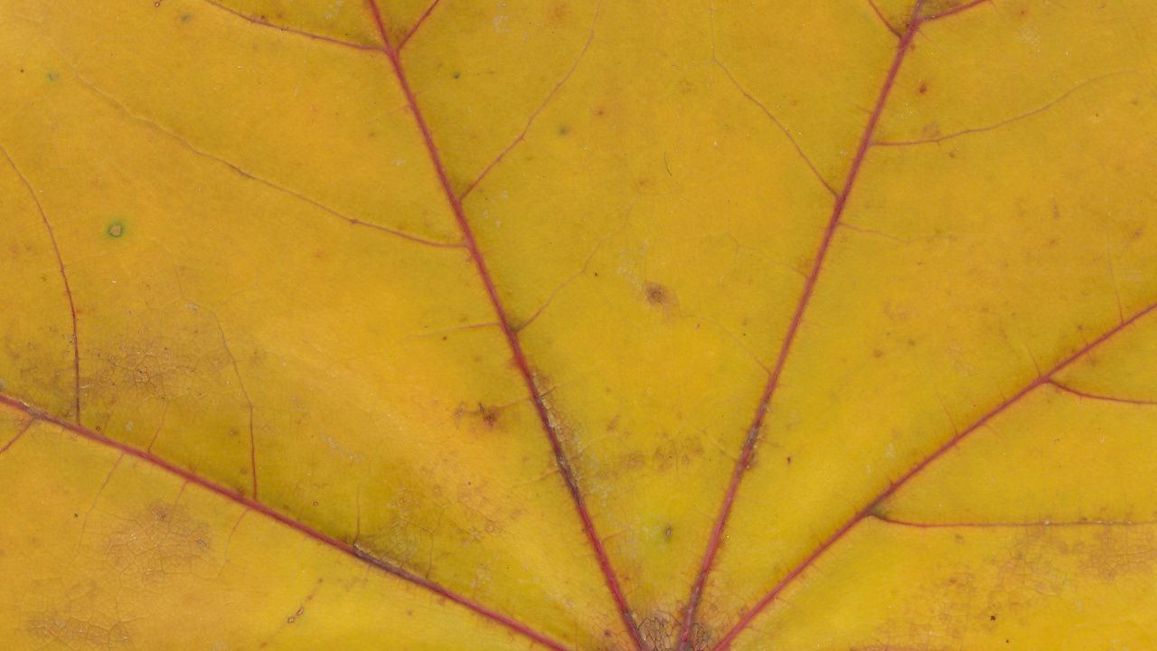 Toile D'araignée Jaune en Photographie Rapprochée. Wallpaper in 1280x720 Resolution