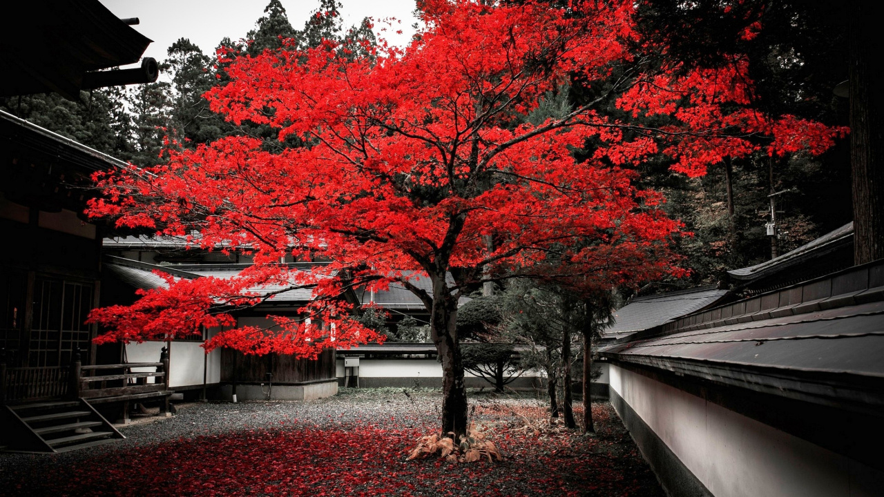 Red Leaf Trees Near White Concrete Building. Wallpaper in 1280x720 Resolution