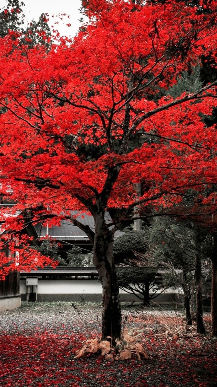 Red Leaf Trees Near White Concrete Building. Wallpaper in 720x1280 Resolution