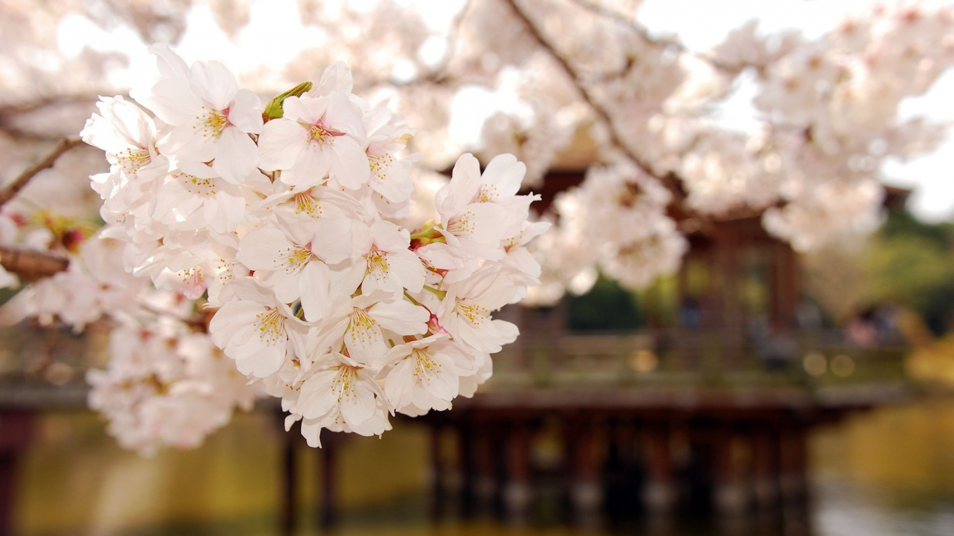 White Cherry Blossom in Close up Photography. Wallpaper in 1366x768 Resolution