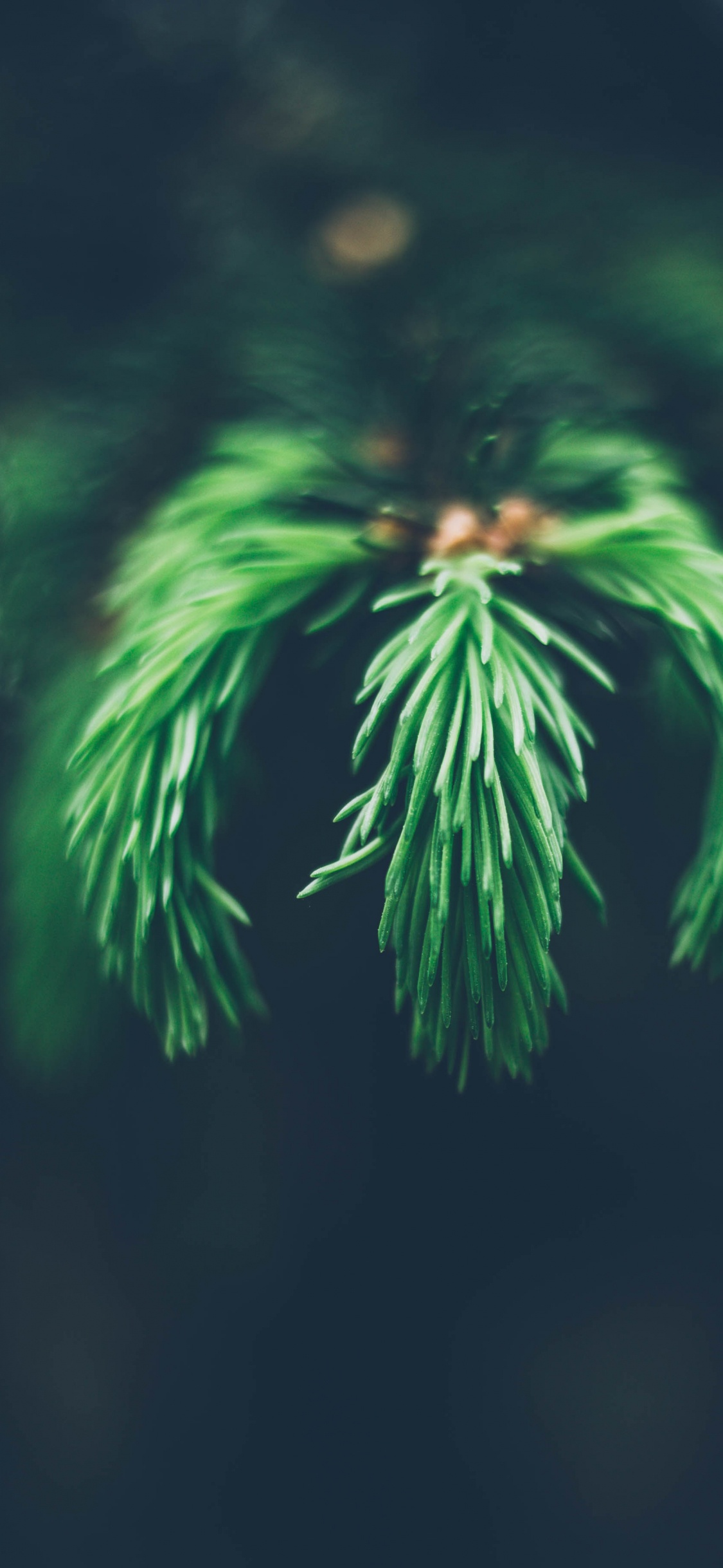 Planta de Helecho Verde en Fotografía de Cerca. Wallpaper in 1125x2436 Resolution