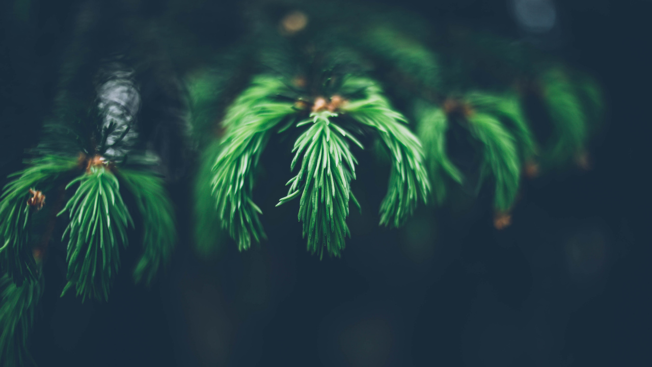 Green Fern Plant in Close up Photography. Wallpaper in 1280x720 Resolution