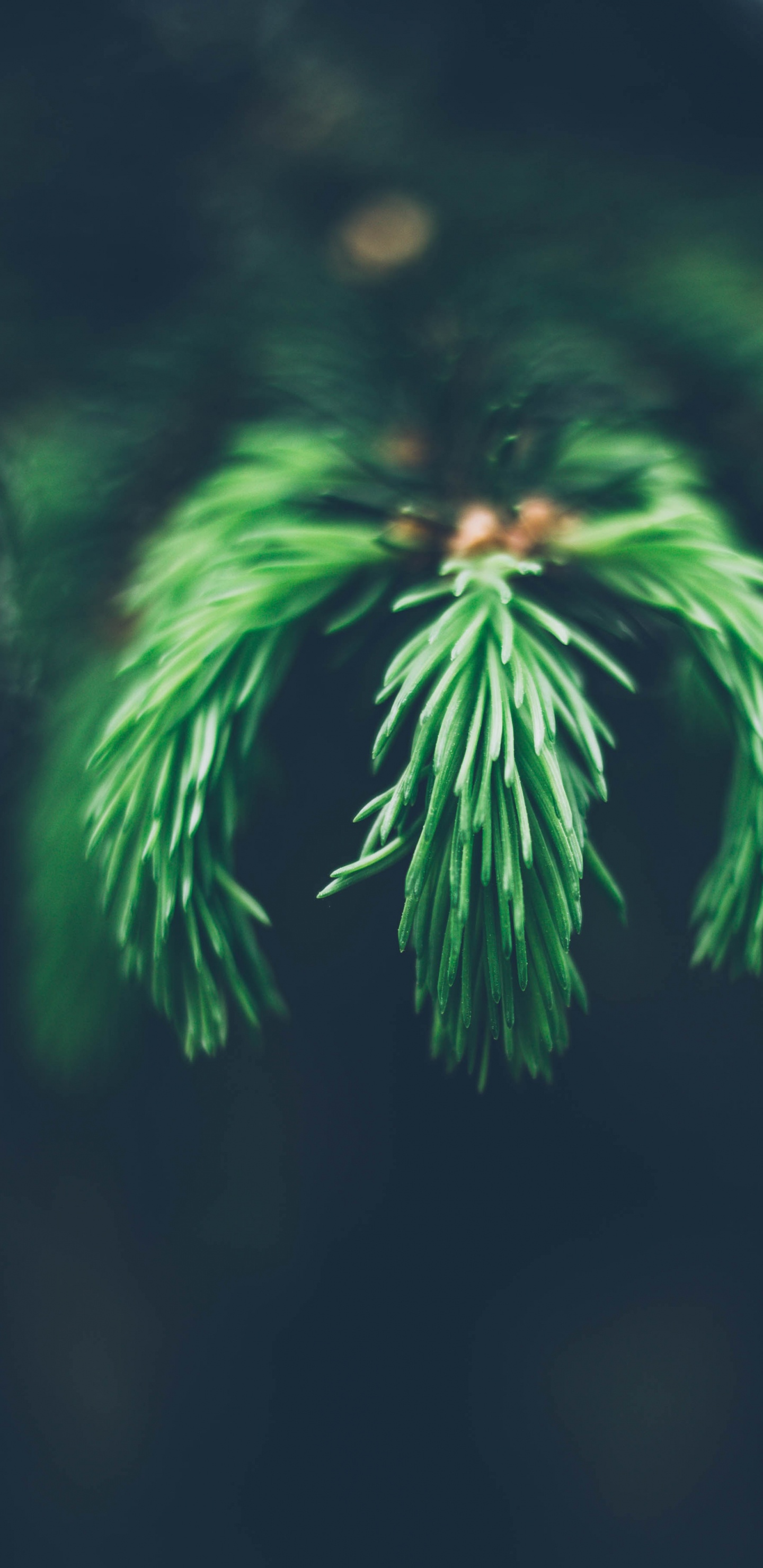 Green Fern Plant in Close up Photography. Wallpaper in 1440x2960 Resolution