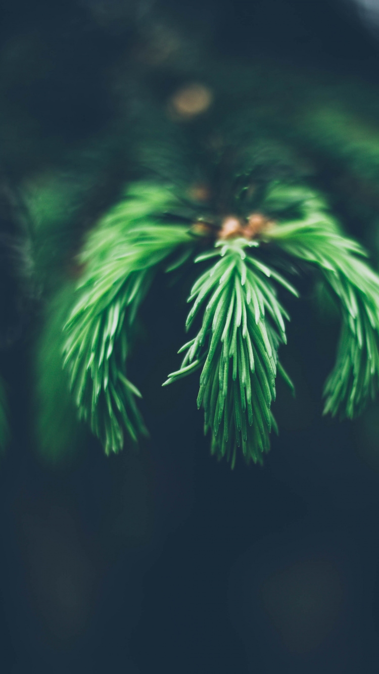 Green Fern Plant in Close up Photography. Wallpaper in 750x1334 Resolution