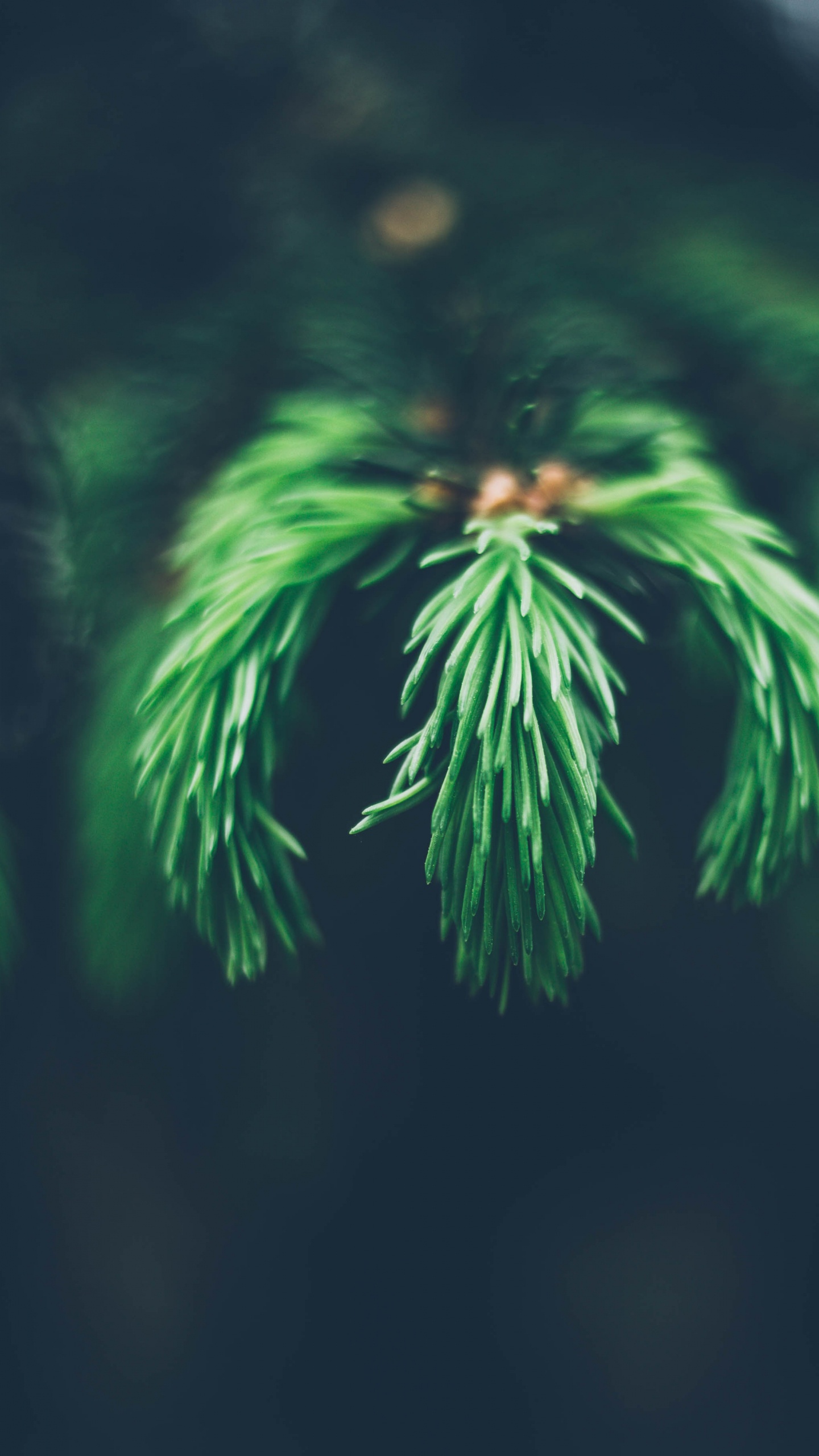 Plante de Fougère Verte en Photographie Rapprochée. Wallpaper in 1440x2560 Resolution