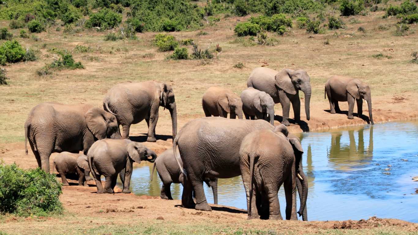 Grupo de Elefantes en Campo Marrón Durante el Día. Wallpaper in 1366x768 Resolution