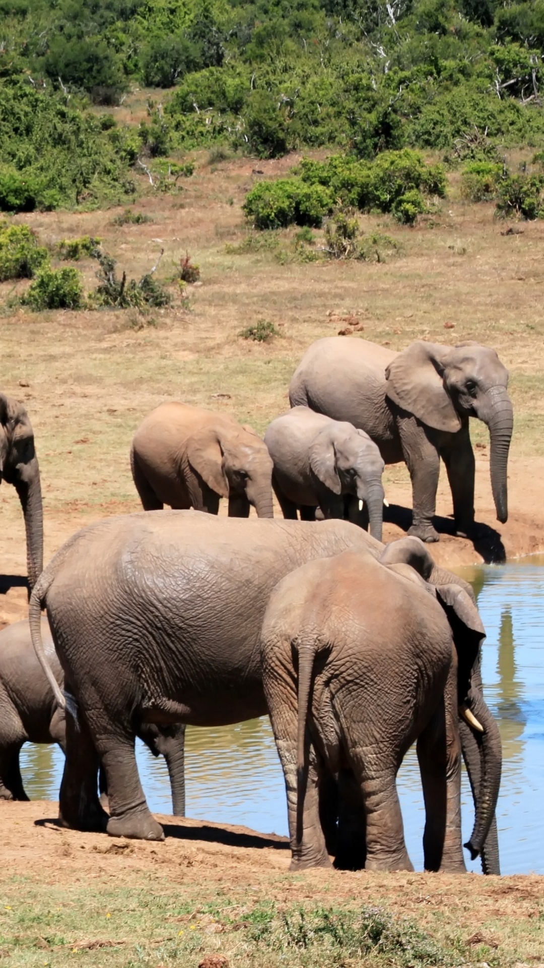 陆地动物, 野生动物, 大象和猛犸象, 牛群, 非洲象 壁纸 1080x1920 允许