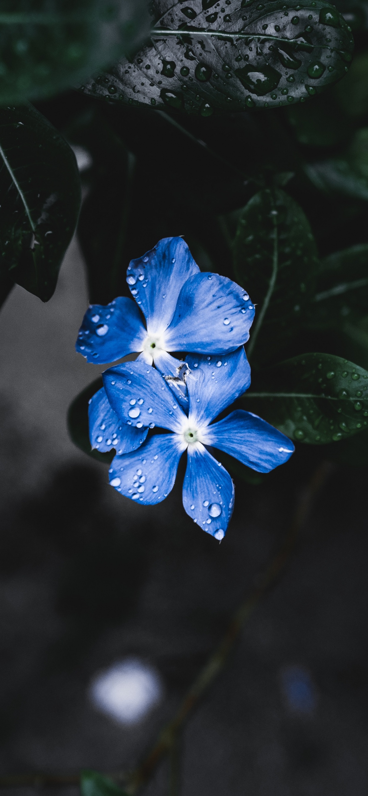 Flower, Flowering Plant, Petal, Blue, Plant. Wallpaper in 1242x2688 Resolution
