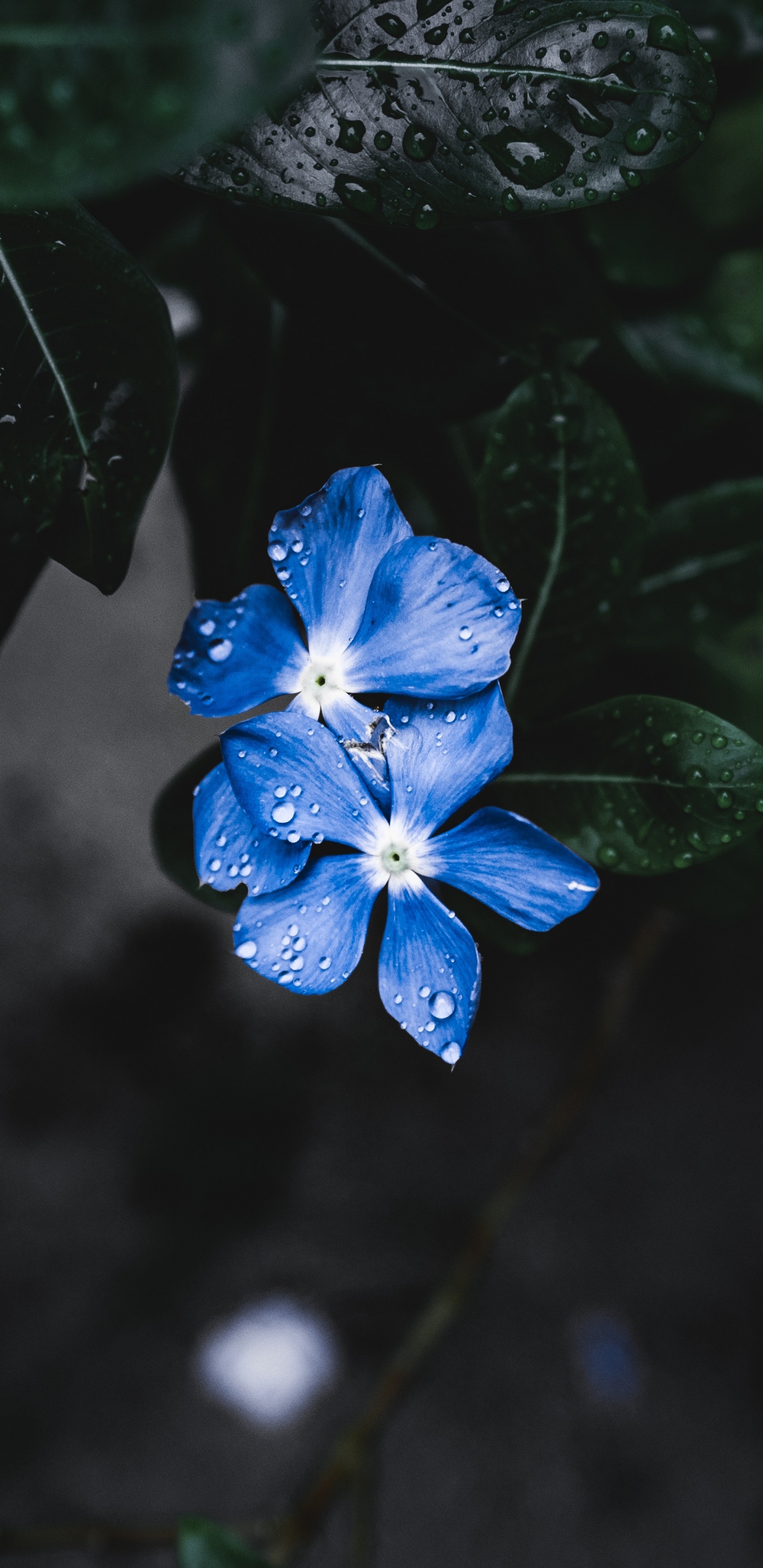 Flower, Flowering Plant, Petal, Blue, Plant. Wallpaper in 1440x2960 Resolution