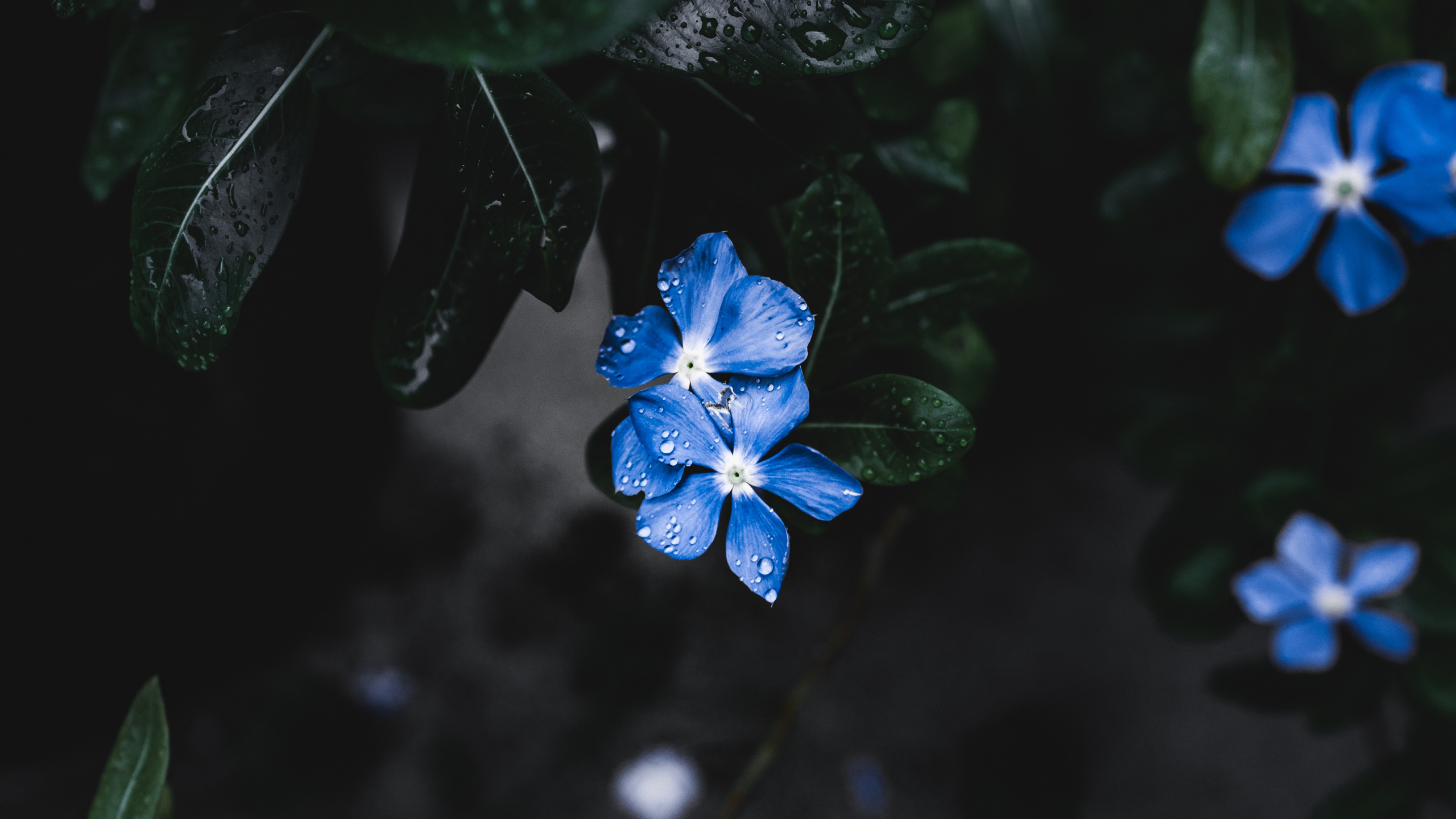 la Floraison de la Plante, Pétale, Blue, Bleu de Cobalt, Feuille. Wallpaper in 2560x1440 Resolution