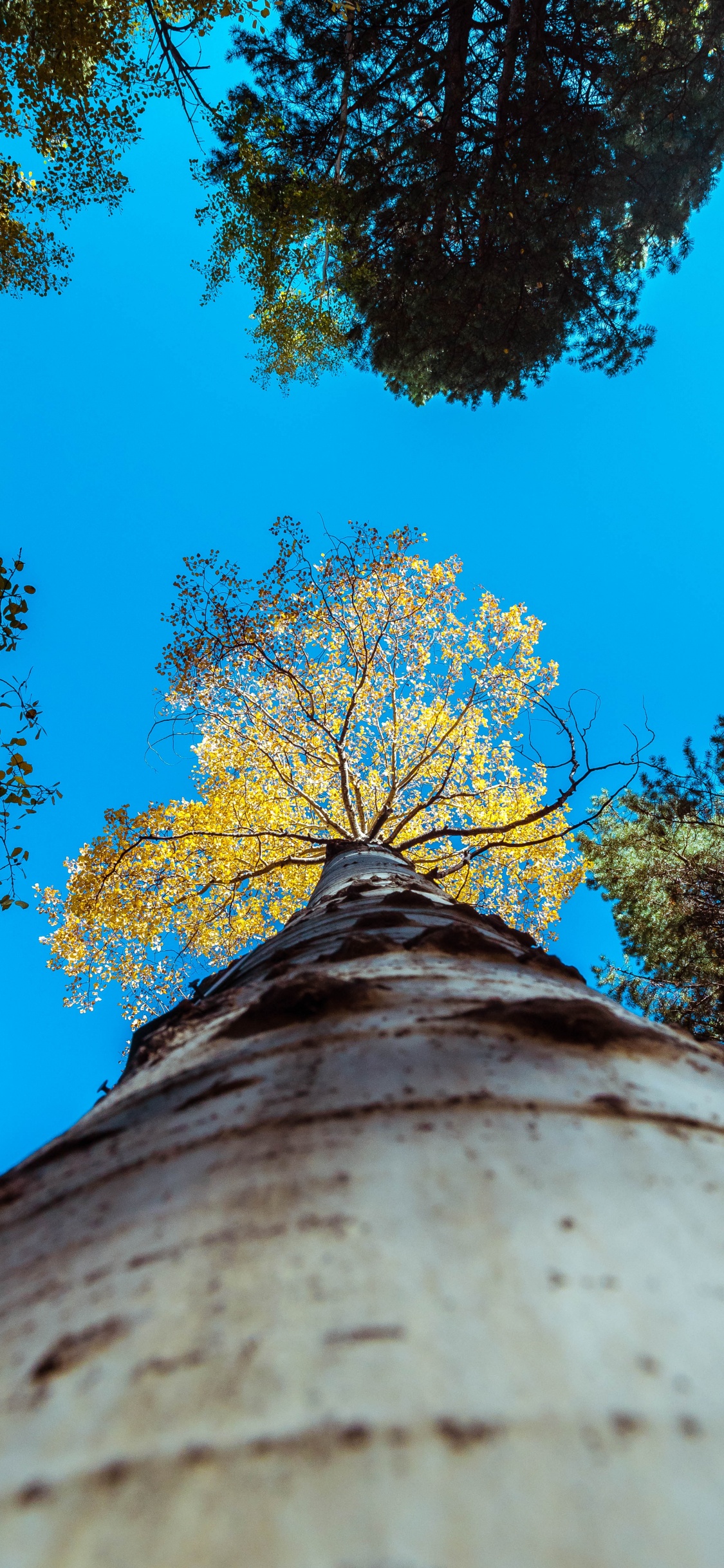 木本植物, 落叶松, 森林, 黄色的, 落叶 壁纸 1125x2436 允许