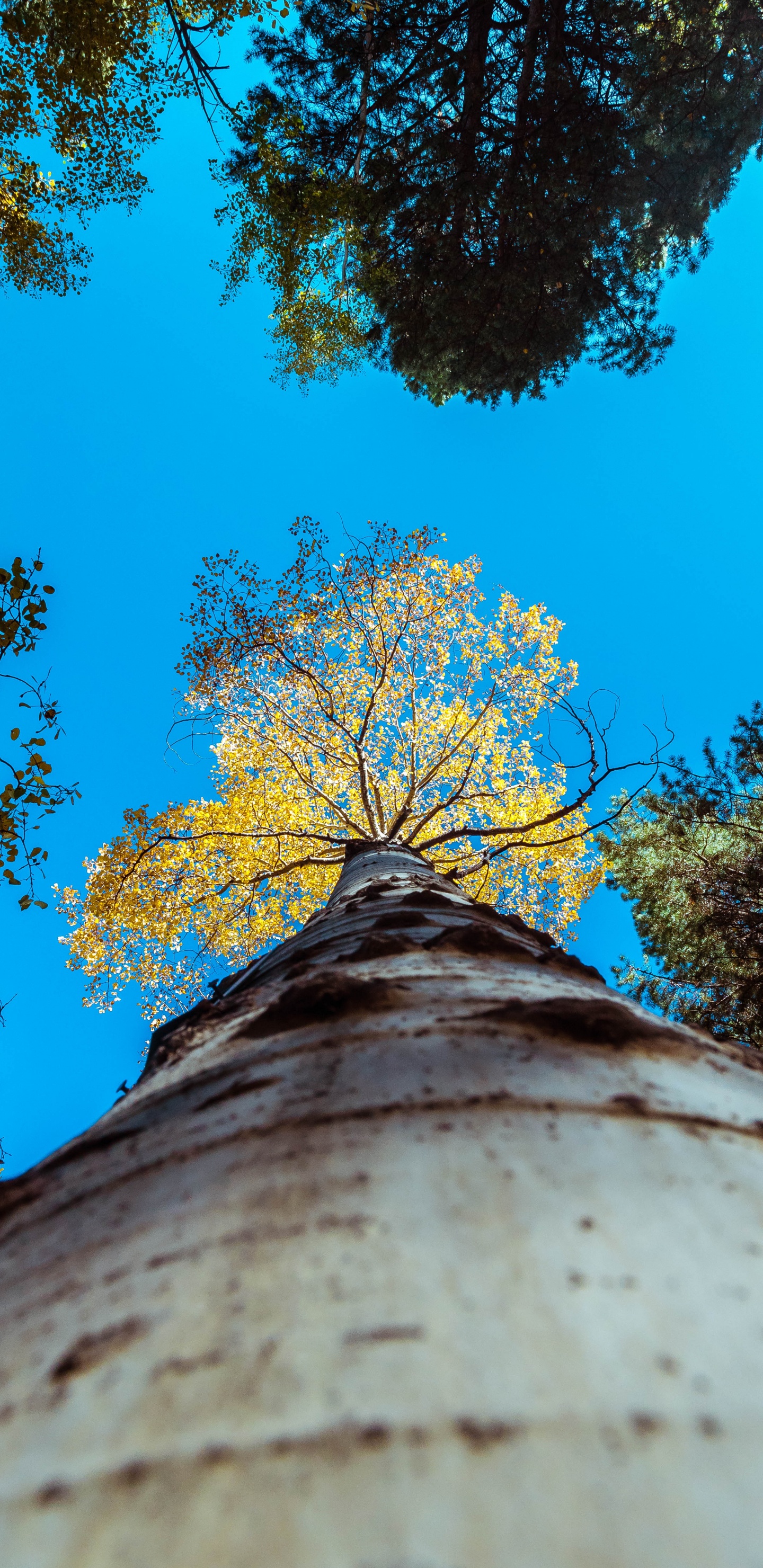 Branch, Leaf, Tree, Blue, Woody Plant. Wallpaper in 1440x2960 Resolution