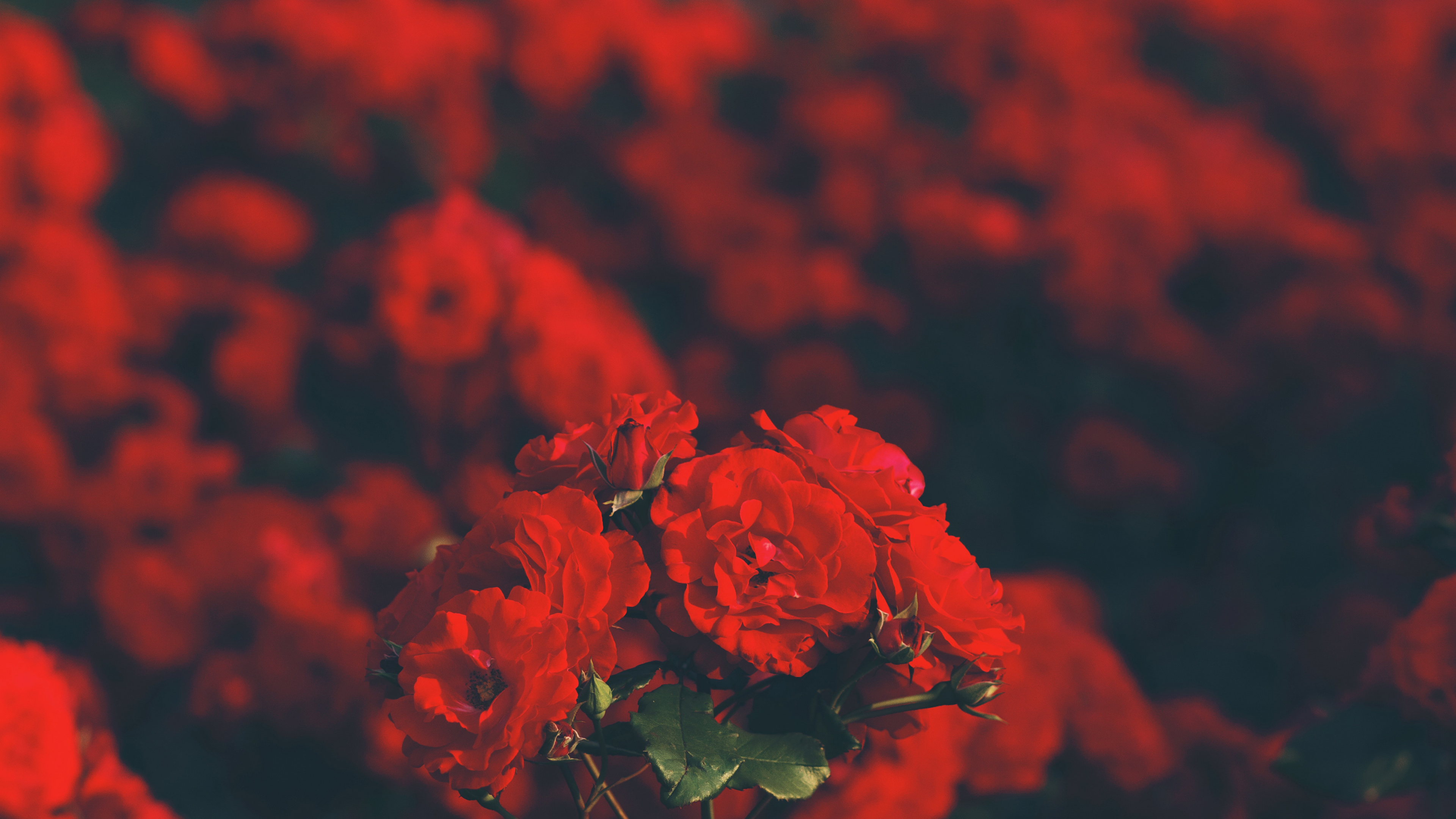 Fleurs Rouges Avec Des Feuilles Vertes. Wallpaper in 3840x2160 Resolution