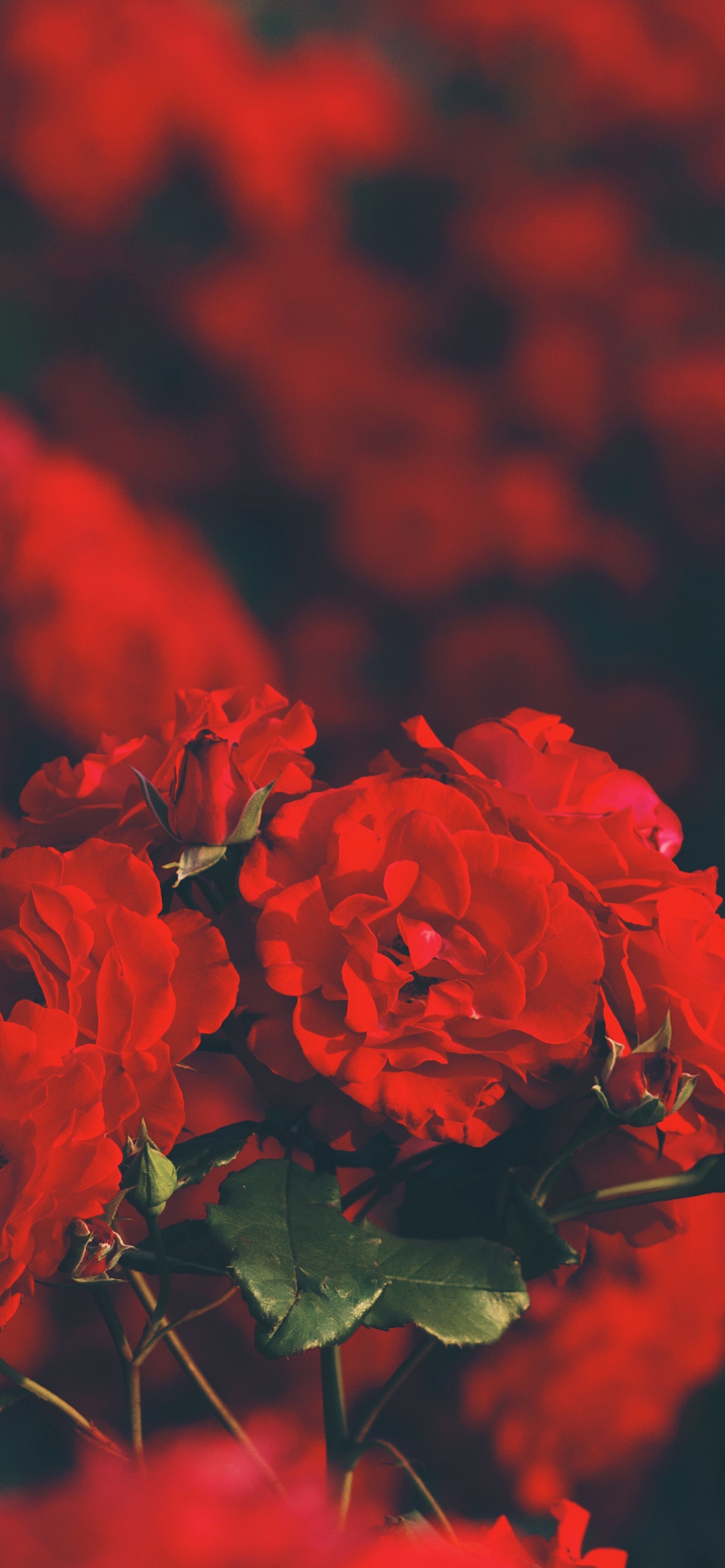 Flores Rojas Con Hojas Verdes. Wallpaper in 1242x2688 Resolution