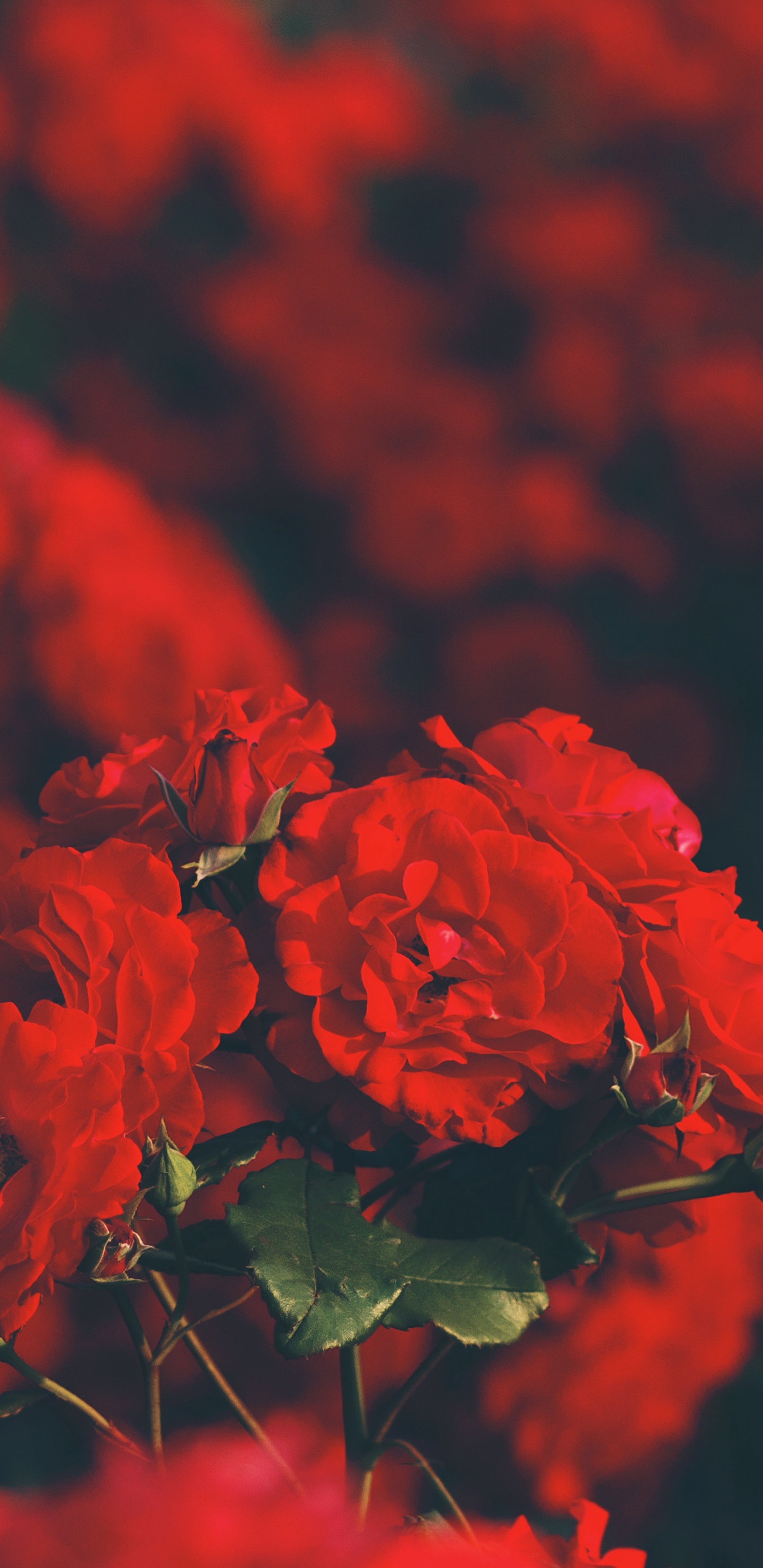 Red Flowers With Green Leaves. Wallpaper in 1440x2960 Resolution