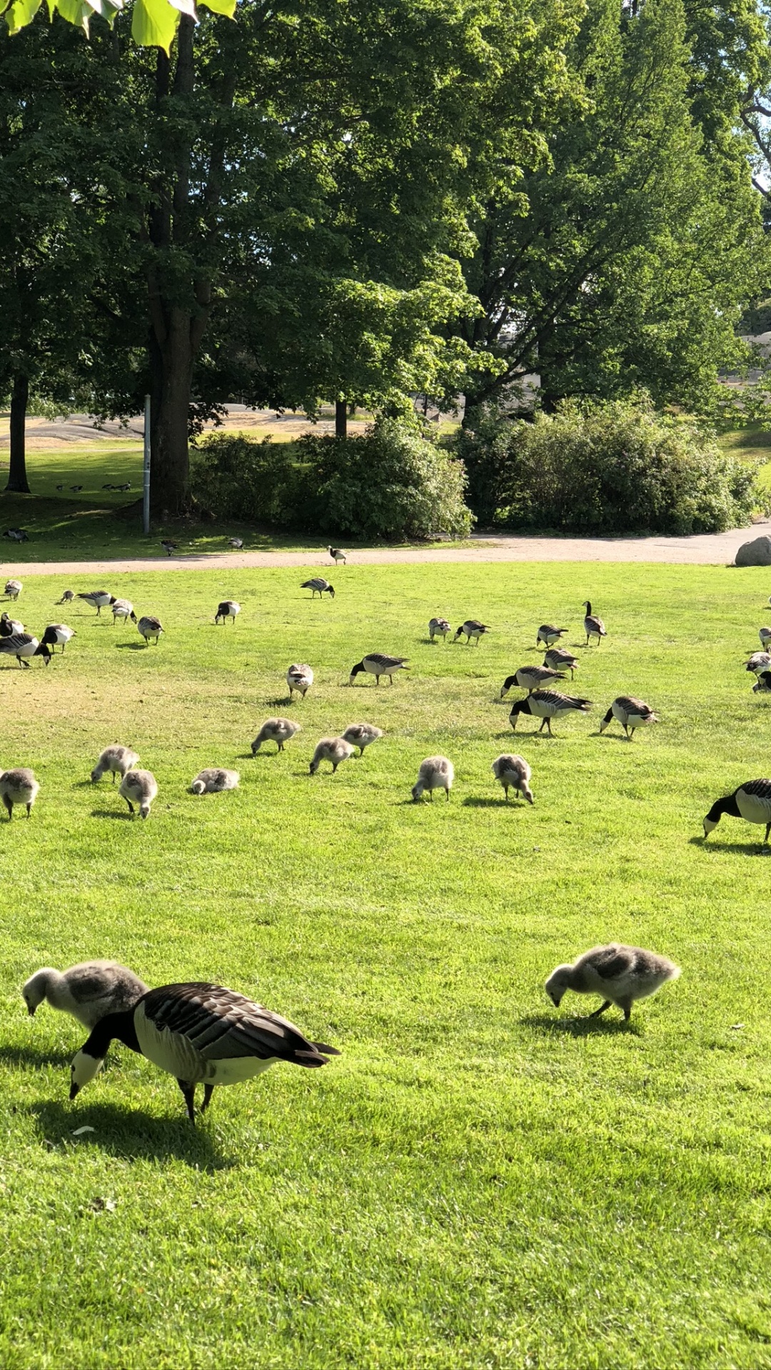 草, 生态系统, 科学, 鸟, 自然景观 壁纸 1080x1920 允许