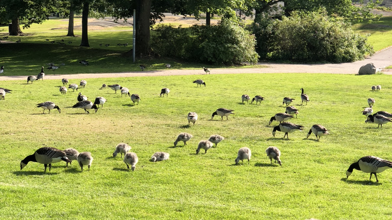 草, 生态系统, 科学, 鸟, 自然景观 壁纸 1366x768 允许