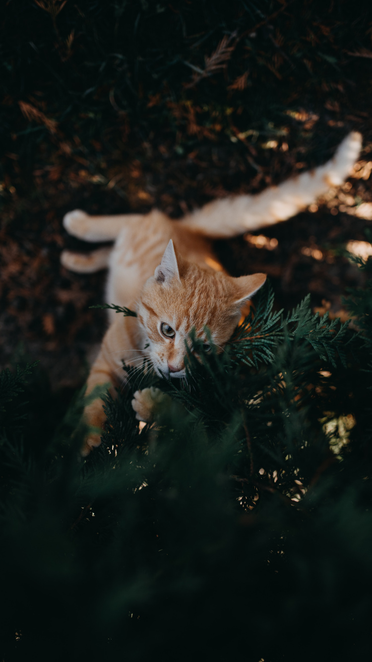 Orange Tabby Cat on Green Grass. Wallpaper in 750x1334 Resolution