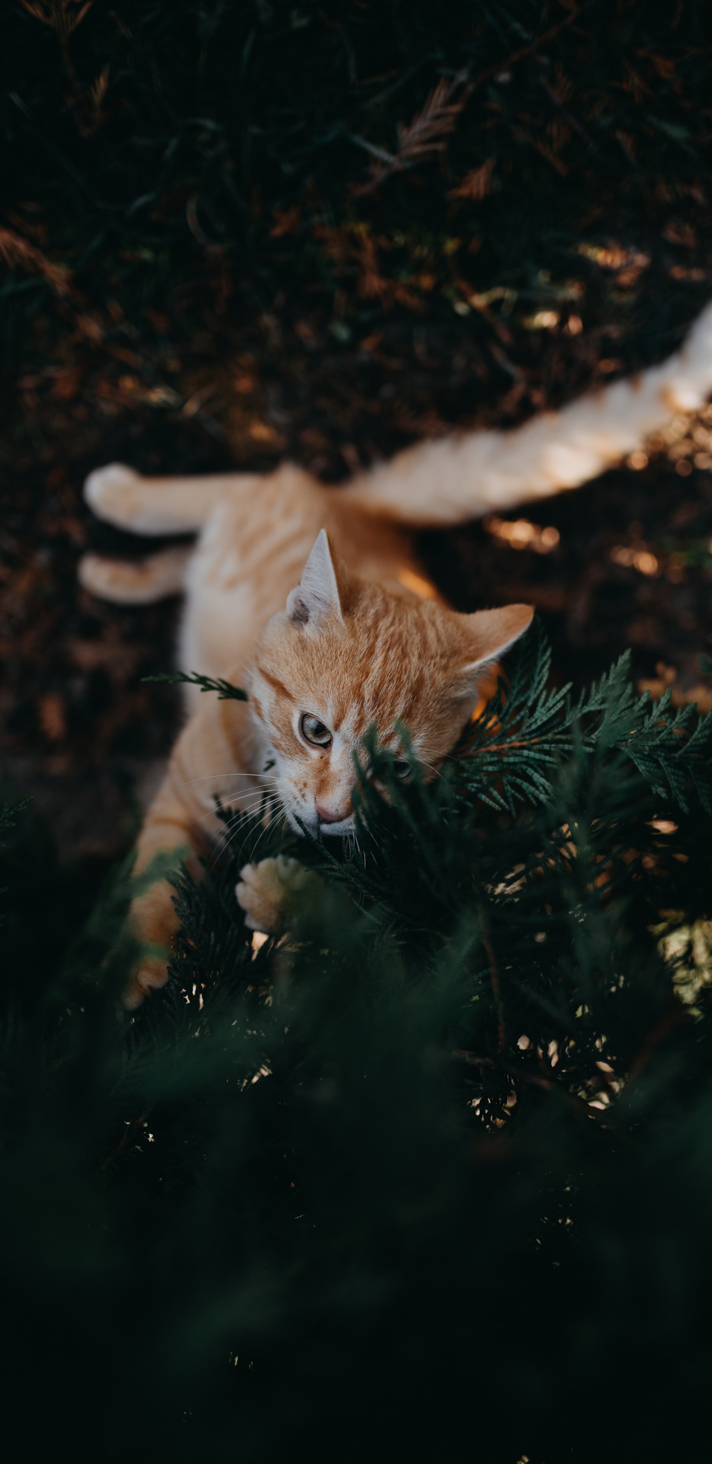 Chat Tigré Orange Sur L'herbe Verte. Wallpaper in 1440x2960 Resolution