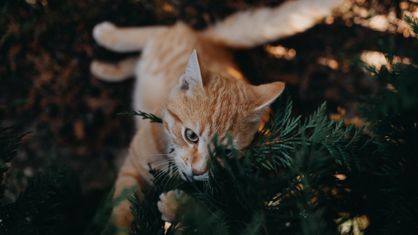 Gato Atigrado Naranja Sobre Hierba Verde. Wallpaper in 1366x768 Resolution