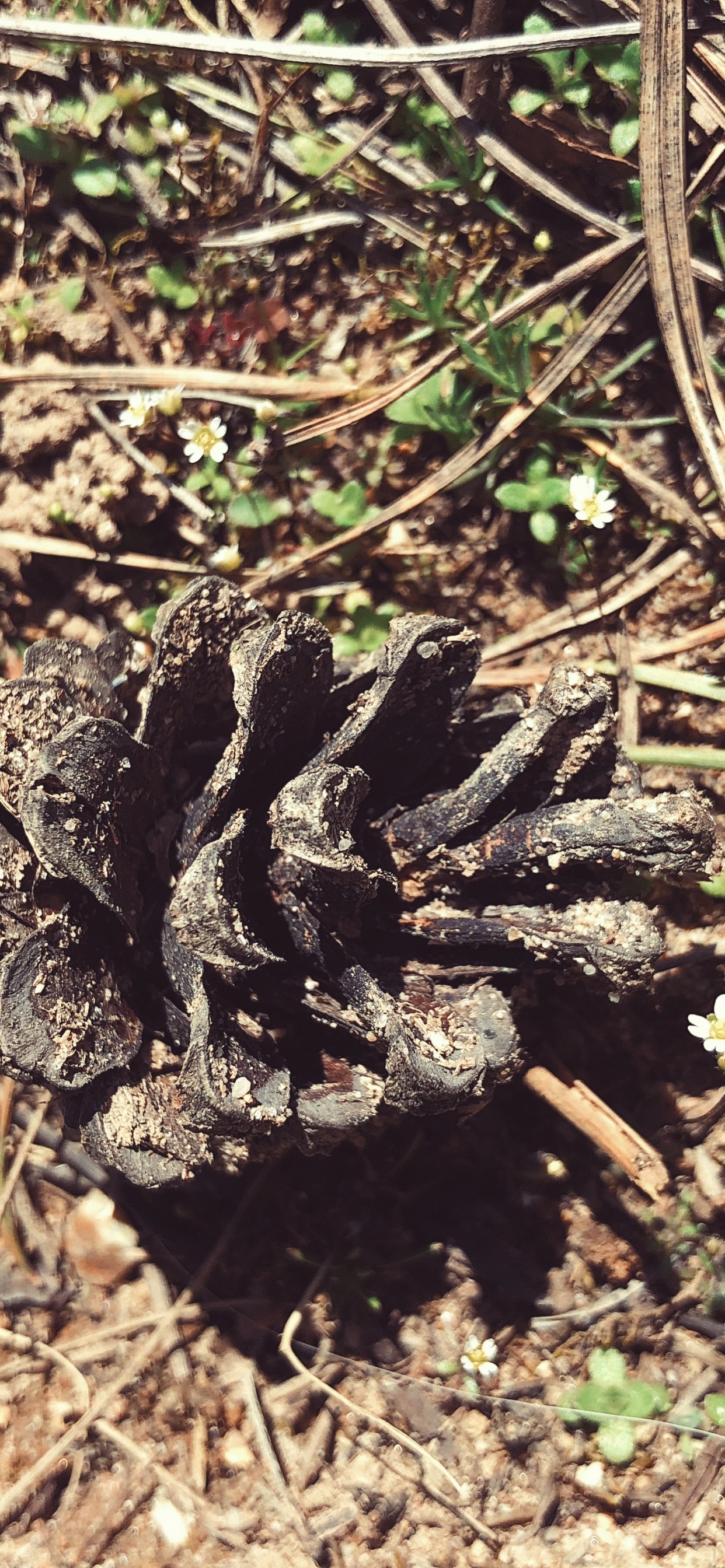 Flora, Boden, Terrestrische Tier, Wissenschaft, Biologie. Wallpaper in 1242x2688 Resolution