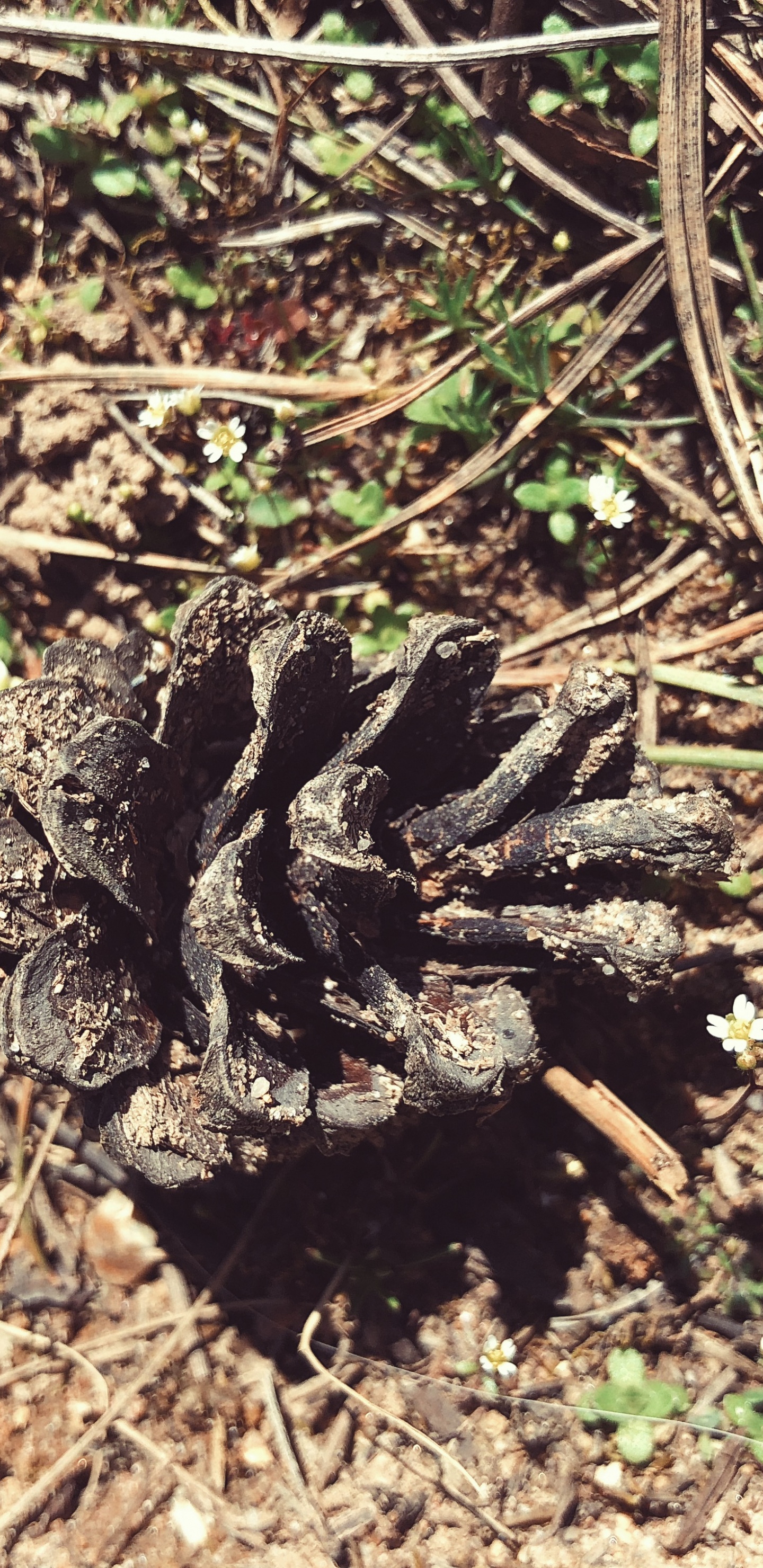 Flora, Boden, Terrestrische Tier, Wissenschaft, Biologie. Wallpaper in 1440x2960 Resolution