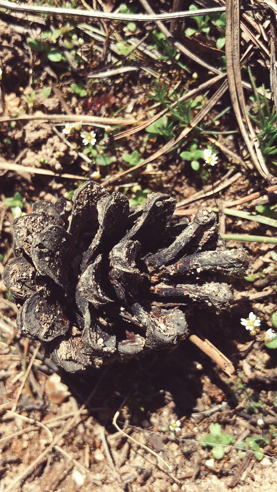 Flora, Soil, Terrestrial Animal, Science, Biology. Wallpaper in 1080x1920 Resolution