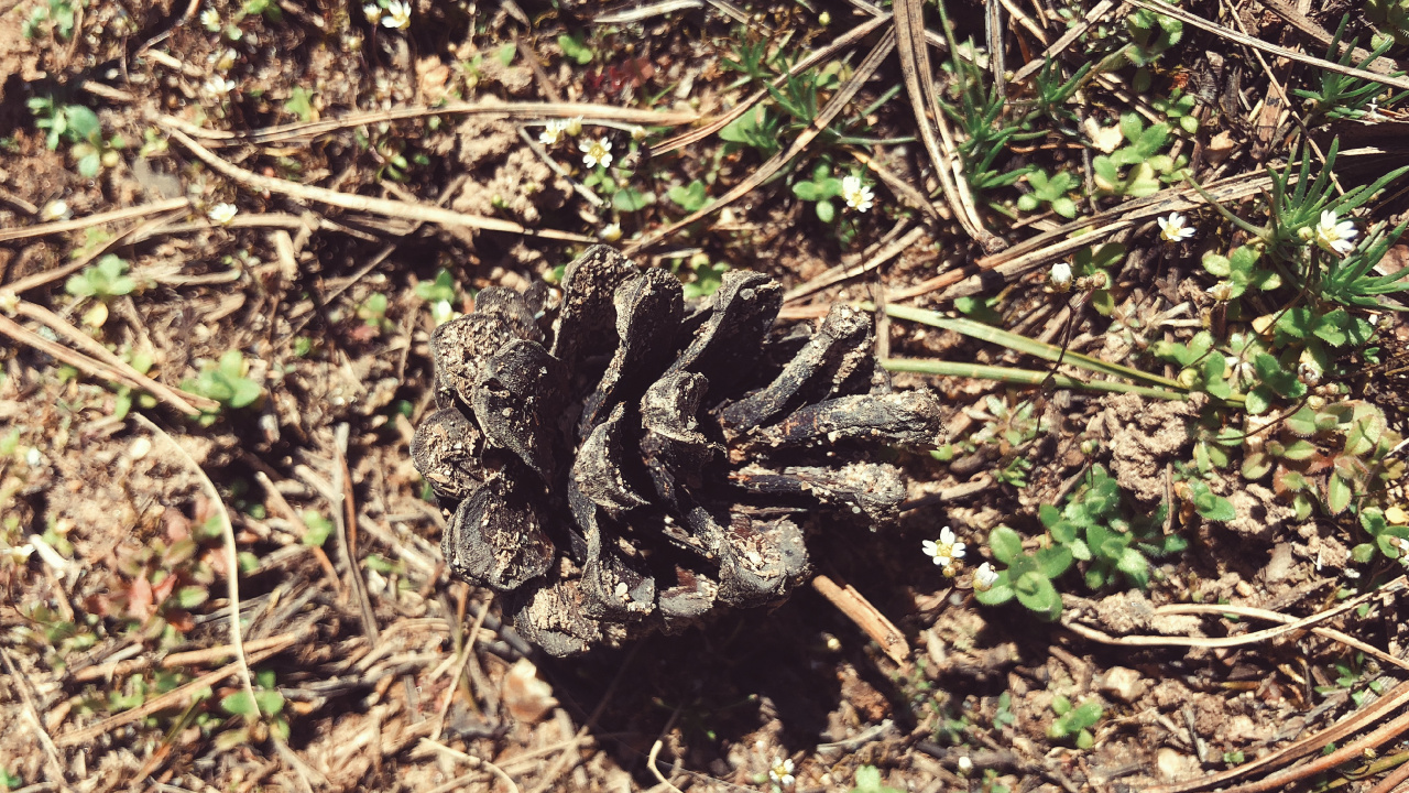 Flore, Sol, Pour Les Animaux Terrestres, Sciences, Biologie. Wallpaper in 1280x720 Resolution