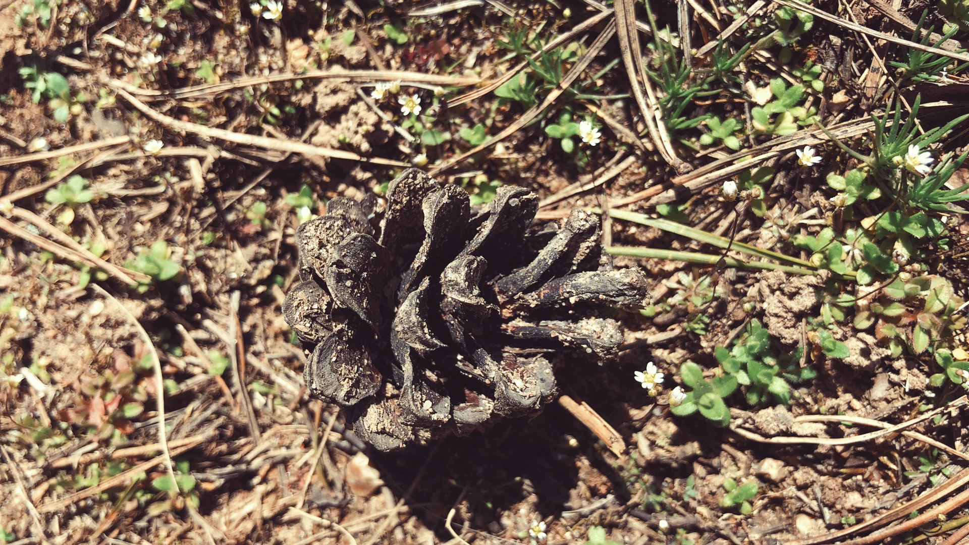 Flore, Sol, Pour Les Animaux Terrestres, Sciences, Biologie. Wallpaper in 1920x1080 Resolution