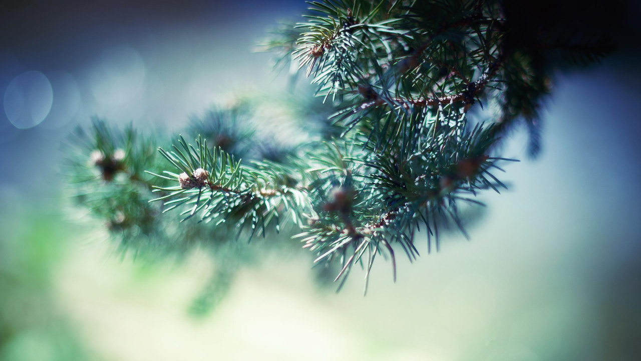 Green Pine Tree in Close up Photography. Wallpaper in 1280x720 Resolution
