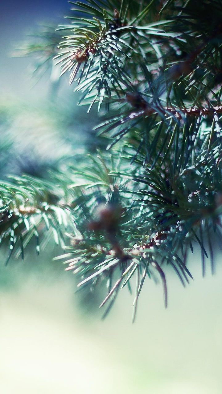 Green Pine Tree in Close up Photography. Wallpaper in 720x1280 Resolution