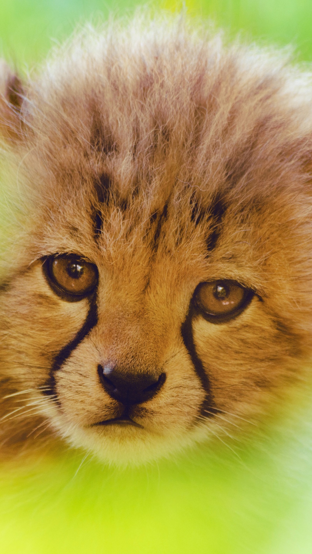 猎豹, 猫科, 可爱, 胡须, 野生动物 壁纸 1080x1920 允许