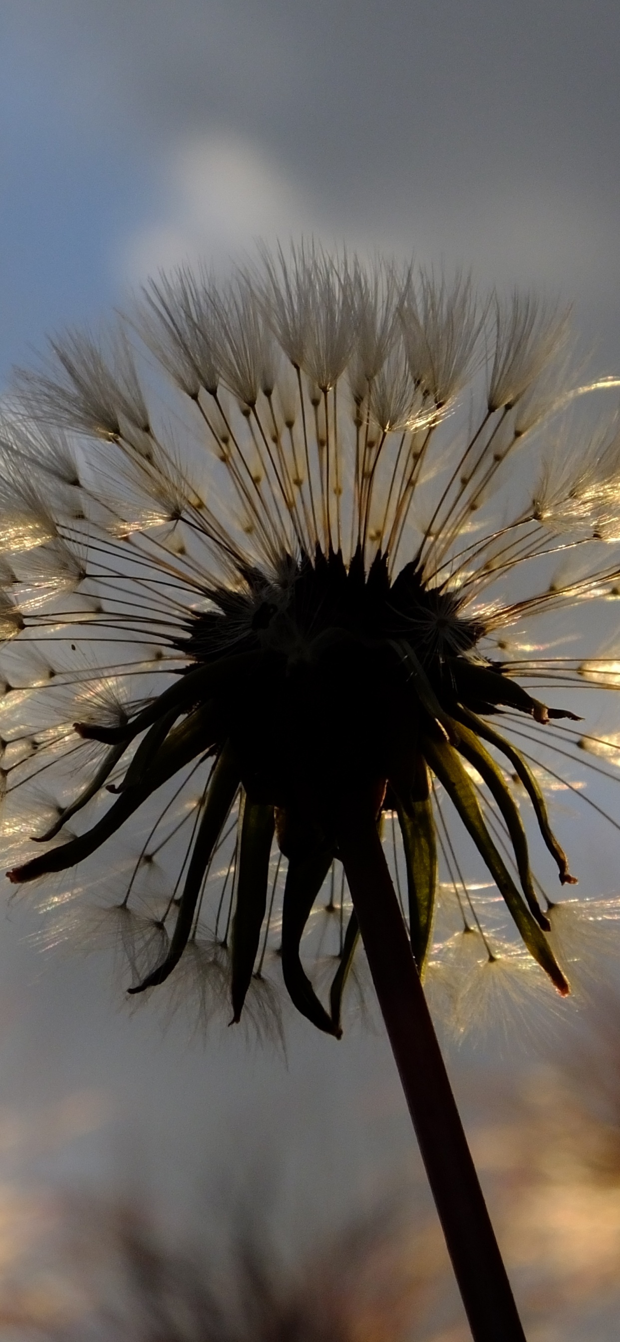 显花植物, 蒲公英, 性质, 弹簧, 花粉 壁纸 1242x2688 允许