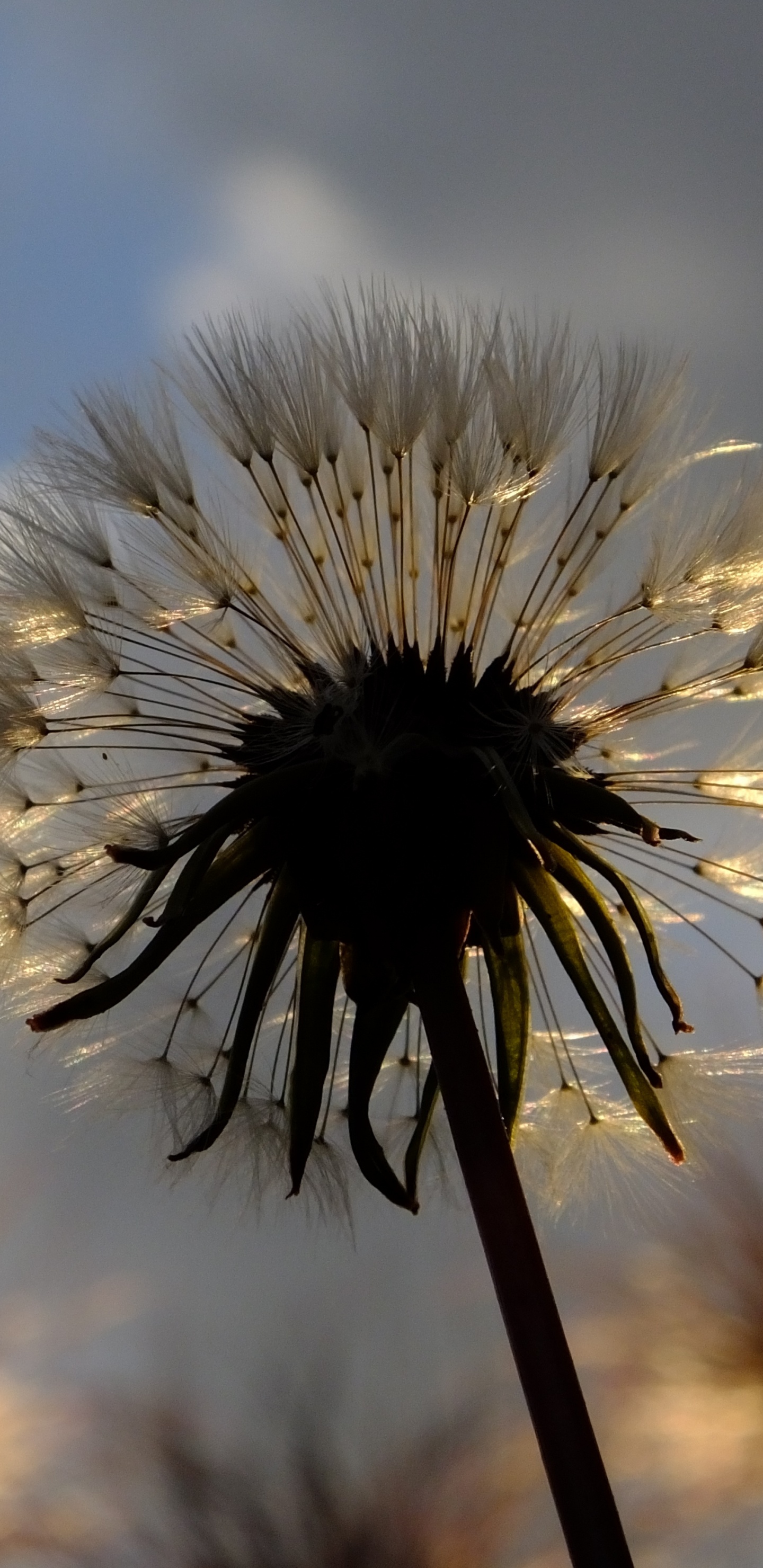 显花植物, 蒲公英, 性质, 弹簧, 花粉 壁纸 1440x2960 允许