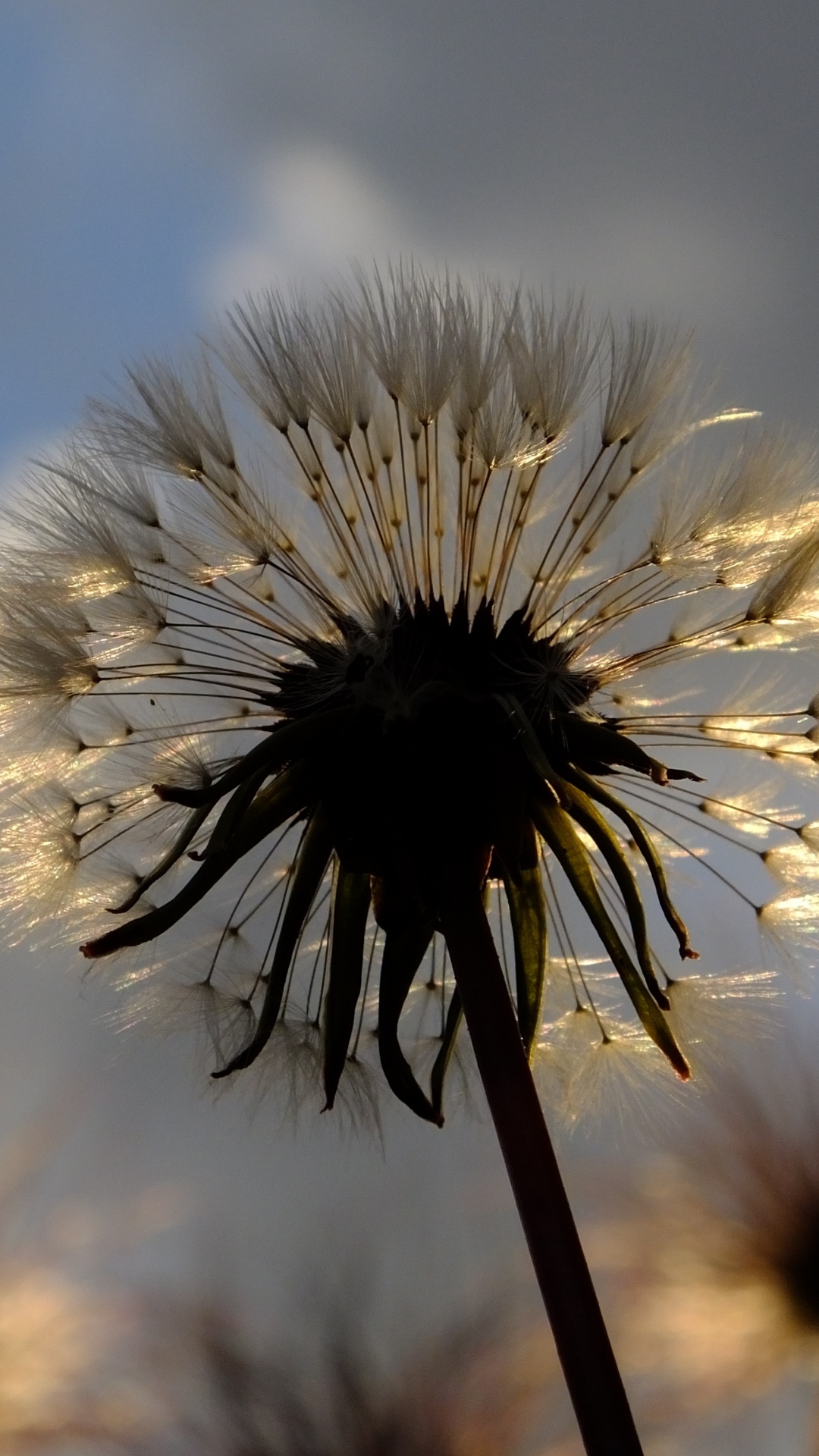 White Dandelion in Close up Photography. Wallpaper in 1080x1920 Resolution