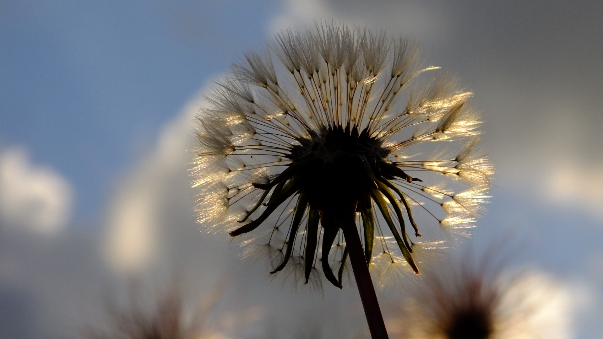 White Dandelion in Close up Photography. Wallpaper in 1920x1080 Resolution
