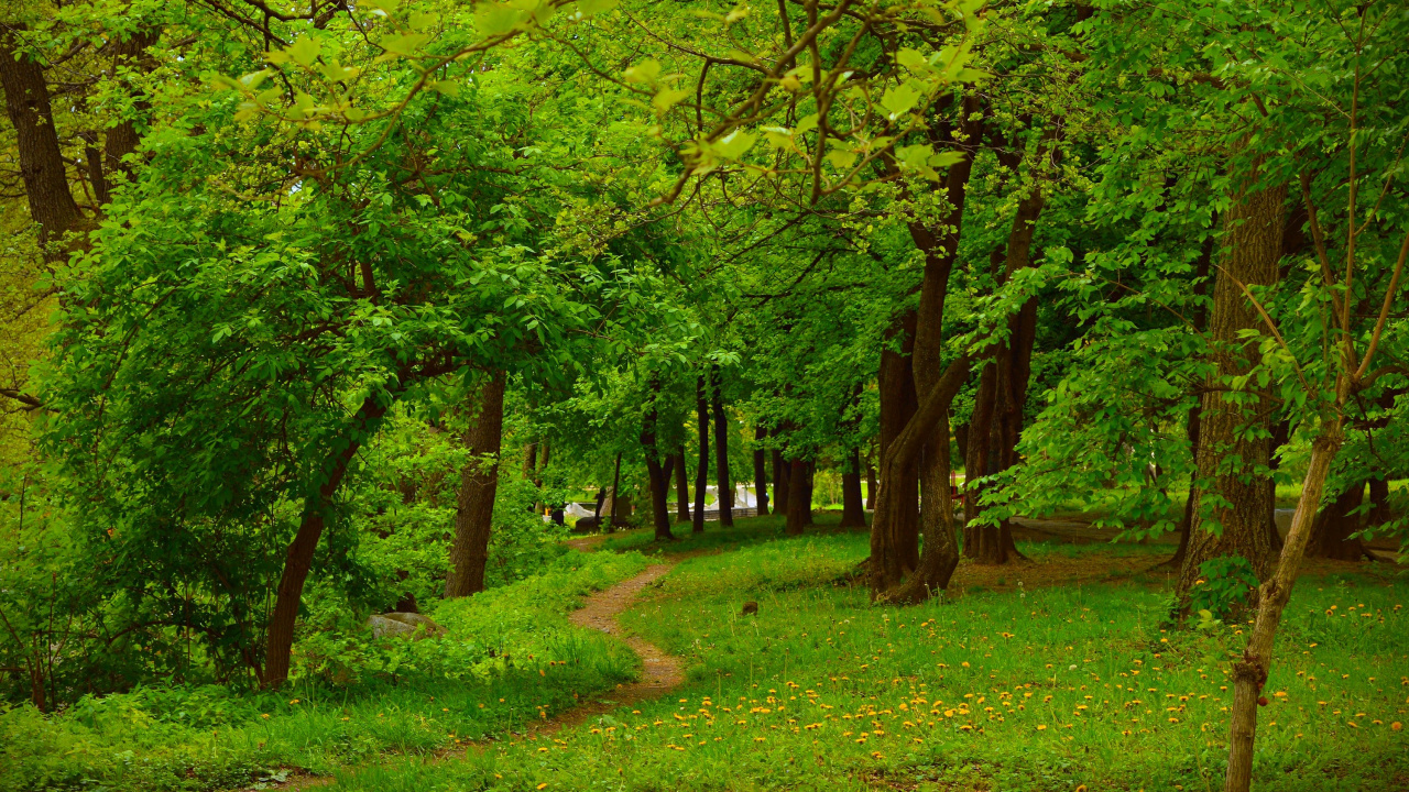 Campo de Hierba Verde Con Arboles. Wallpaper in 1280x720 Resolution