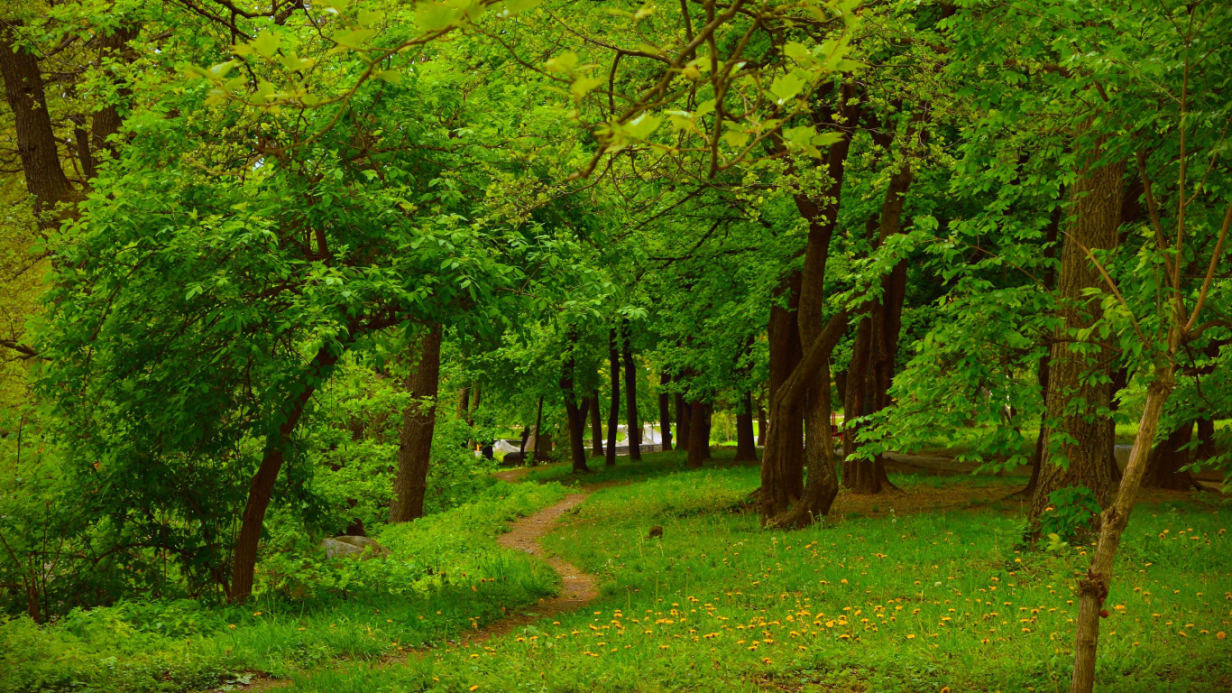 Campo de Hierba Verde Con Arboles. Wallpaper in 1366x768 Resolution