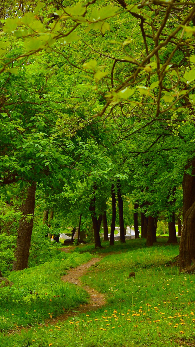 Campo de Hierba Verde Con Arboles. Wallpaper in 750x1334 Resolution